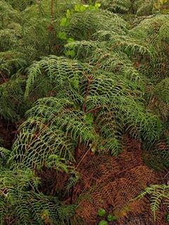 سرخس کاداتوم